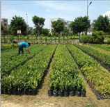 浦東新區園林綠化養護