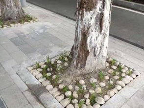 圖 武漢園林綠化設計施工改造與養護 樹木移栽修剪等等 武漢鮮花綠植