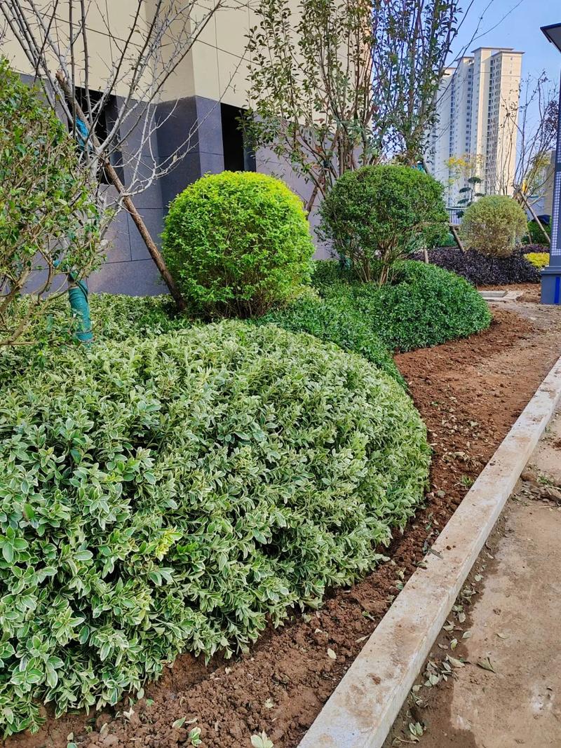 小區景觀綠化分享#小區綠化 #園林綠化 #施工現場實拍 #庭