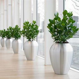 寶山區綠植出租地址 上海青浦區綠化租賃 靜安區室內植物租賃