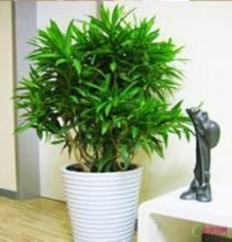 上海綠植租賃專屬行業