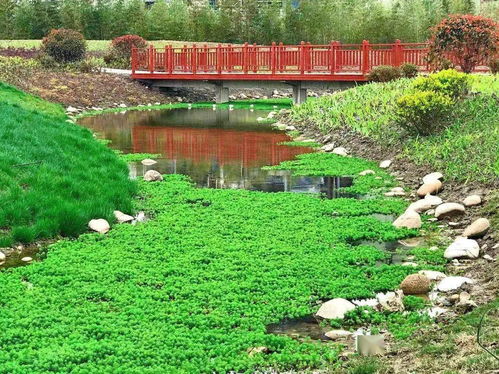 剛剛發現,園區有座隱藏的生態濕地公園