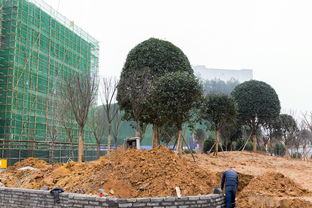 市政綠化大升級 恩施這公園亮了