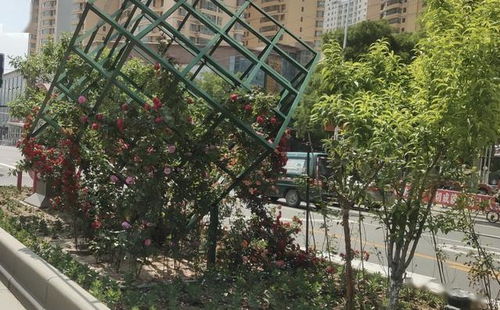 打造精致蘭州 品質(zhì)安寧 優(yōu)質(zhì)園林綠化工程施工指南