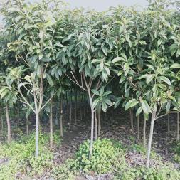 專業(yè)園林綠化服務(wù) 從設(shè)計(jì)到施工一站式解決方案