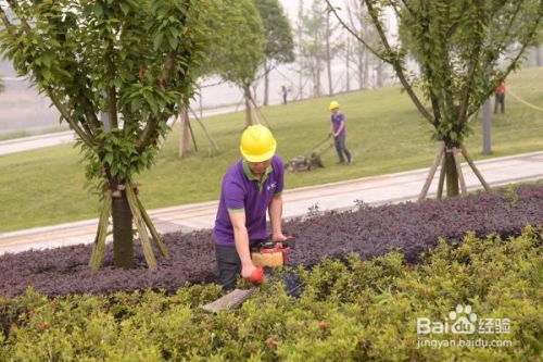 成都園林綠化養(yǎng)護(hù)修剪施工方案及操作規(guī)范